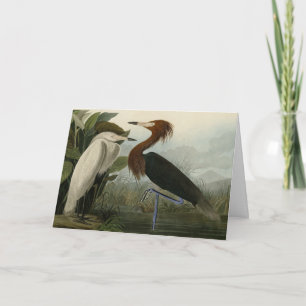 Purple Heron - from Audubon's Birds of America Card