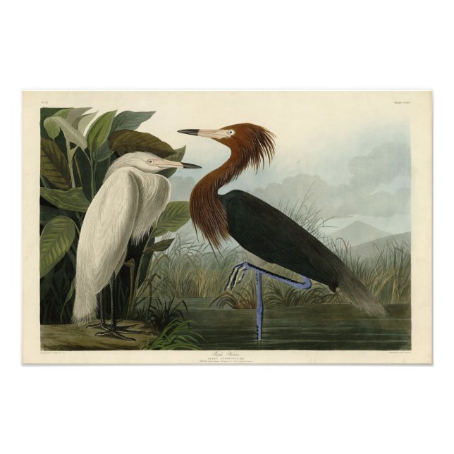 Purple Heron - from Audubon's Birds of America Photo Print (Front)