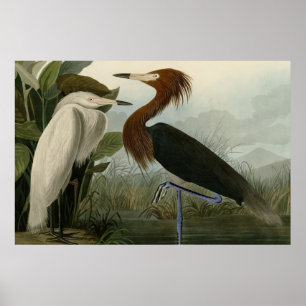 Purple Heron Poster