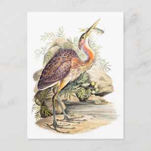 Purple Heron (with fish) art by Elizabeth Gwillim Postcard