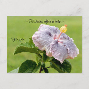 Purple Hibiscus flower Postcard
