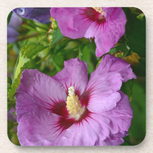 Purple hibiscus flowers coaster