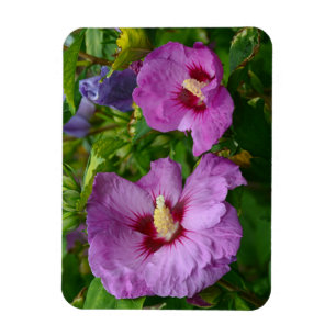 Purple hibiscus flowers magnet