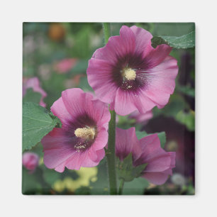Purple hibiscus flowers magnet