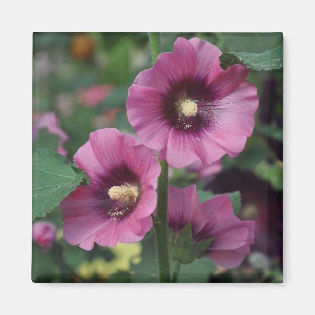Purple hibiscus flowers magnet (Front)