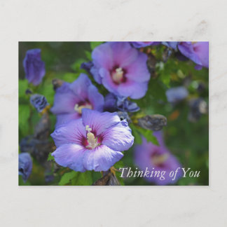 Purple Hibiscus Garden Flowers Thinking of You Holiday Postcard