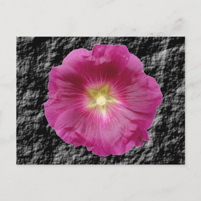 Purple Hollyhock Postcard (Front)