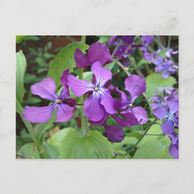 Purple Honesty Flower Postcard (Front)