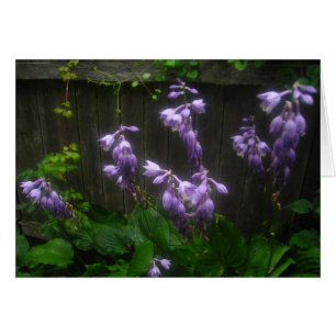 Purple Hosta Florets