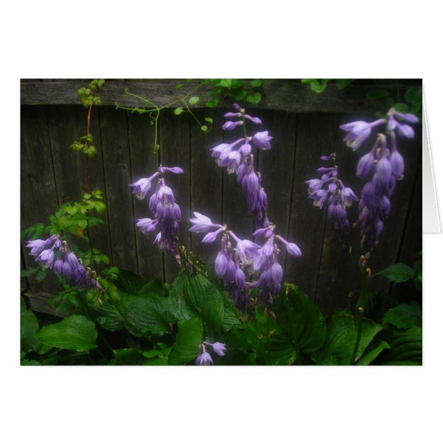 Purple Hosta Florets (Front Horizontal)
