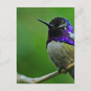 Purple Hummingbird Postcard