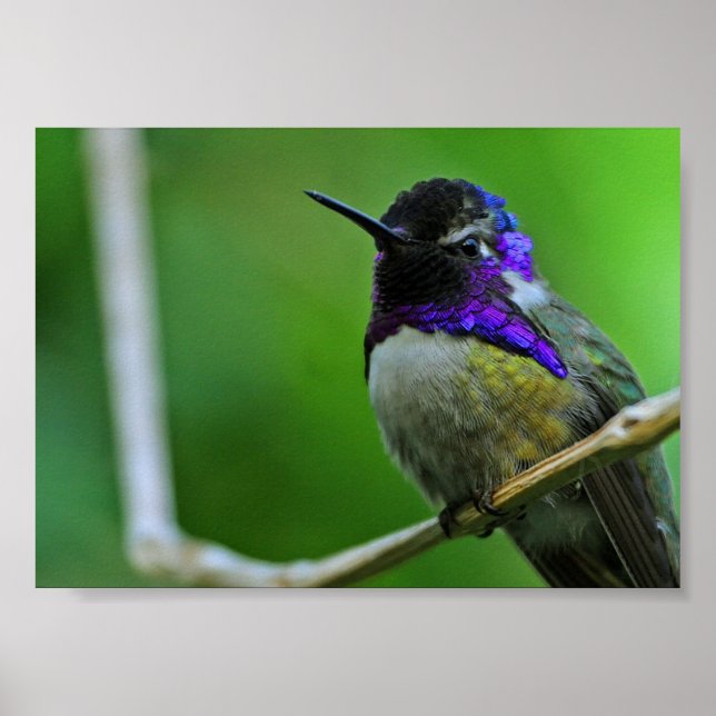 Purple Hummingbird Poster (Front)