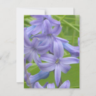 Purple Hyacinth Close Up DIY Postcard
