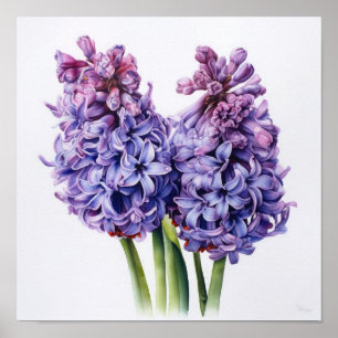 Purple Hyacinth Flower Art Print Poster