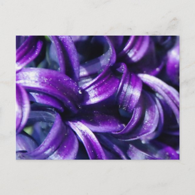 Purple Hyacinth Flower Postcard (Front)