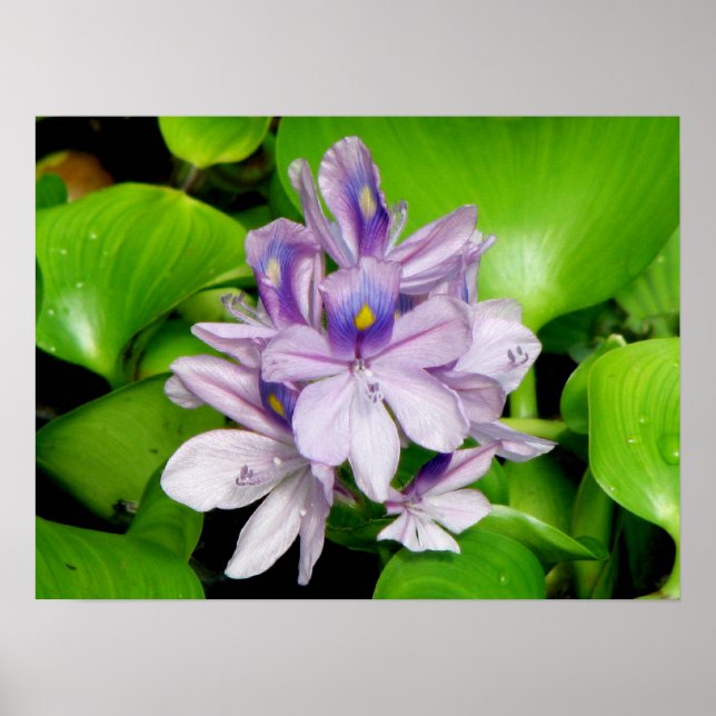 Purple Hyacinth Poster (Front)