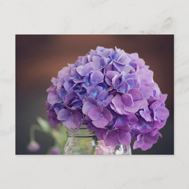 Purple Hydrangea in Mason Jar Photograph Postcard (Front)