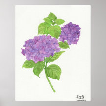 Purple Hydrangea