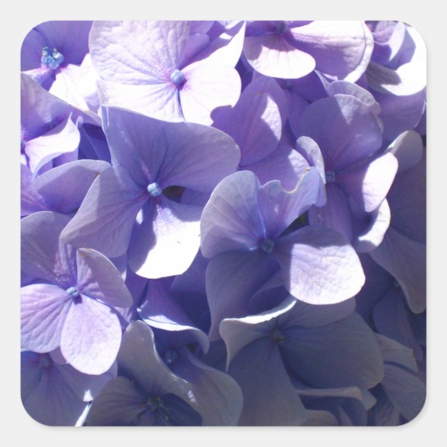 Purple Hydrangea Square Sticker (Front)