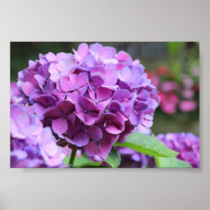 Purple Hydrangea Value Poster