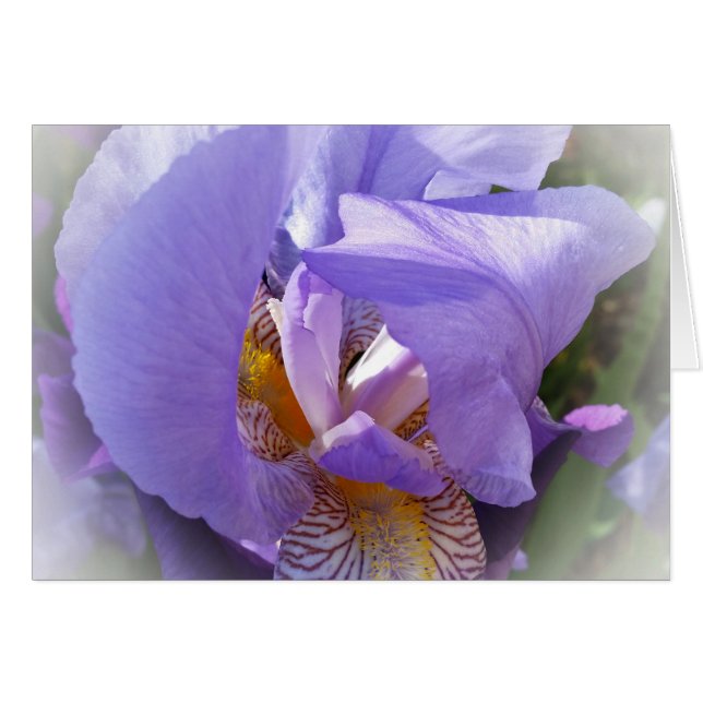 purple iris (Front Horizontal)