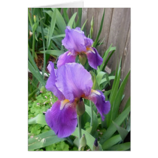 Purple Iris