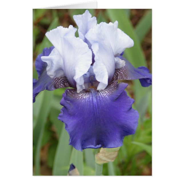 Purple Iris (Front)