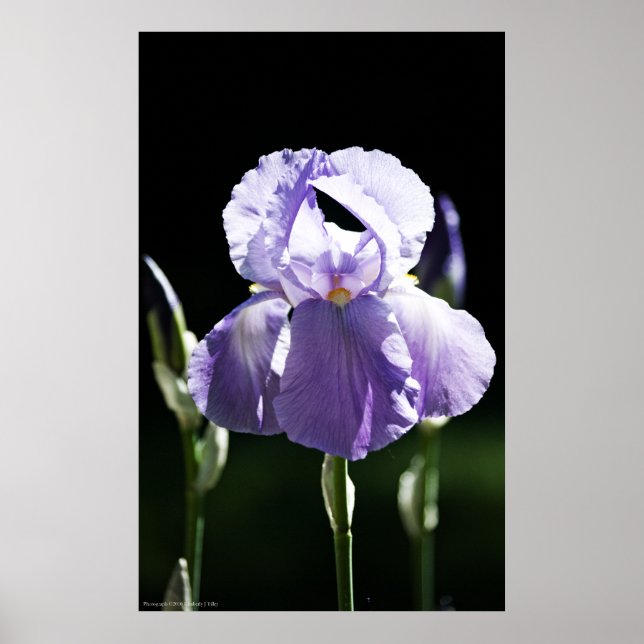 Purple Iris 8393 Print (Front)