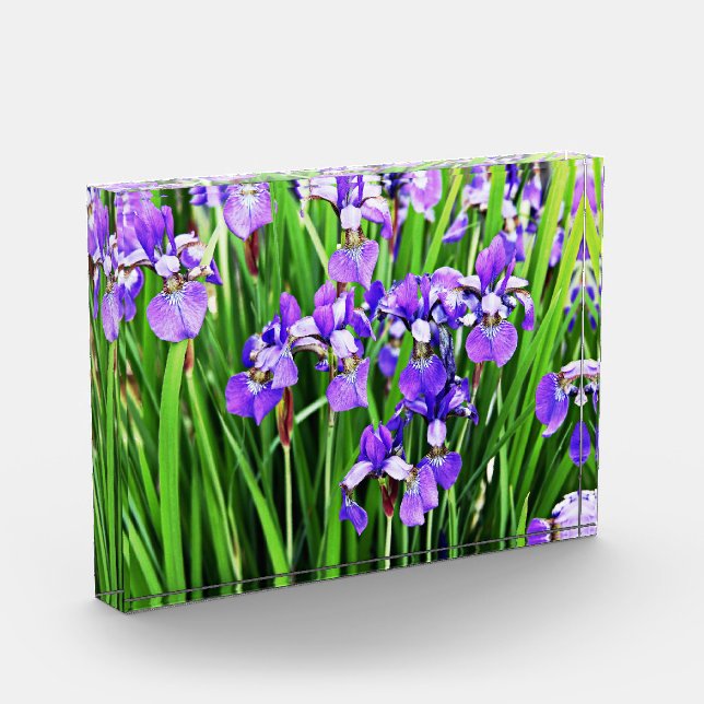 Purple Iris Acrylic Block (Left)