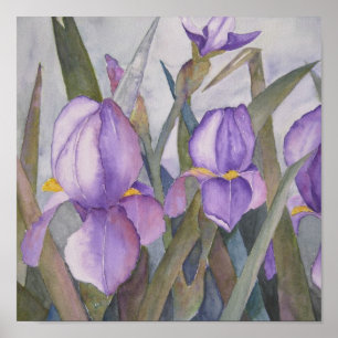 Purple iris blooms poster