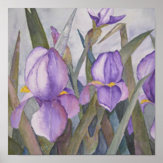 Purple iris blooms poster