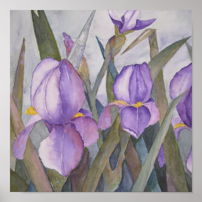 Purple iris blooms poster (Front)
