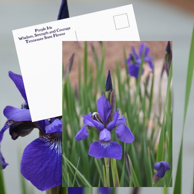Purple Iris Botanical Floral Photographic Postcard (Creator Uploaded)