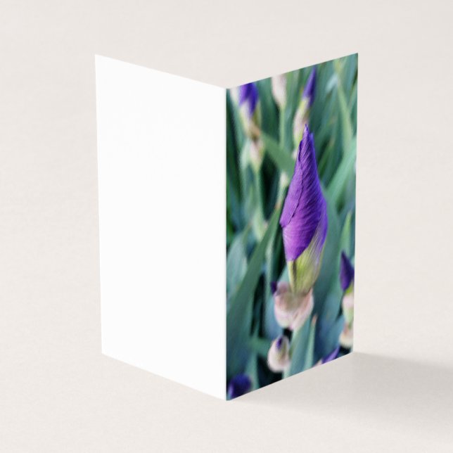 purple iris bud (Outside)