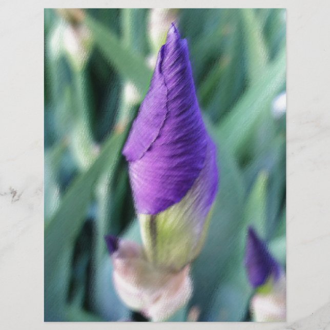 purple iris bud (Front)