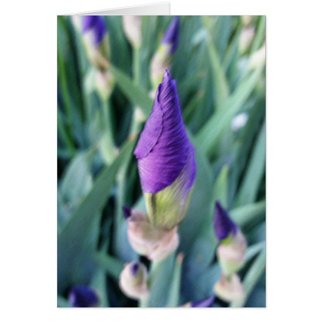 purple iris bud (Front)