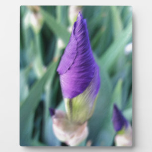 purple iris bud plaque