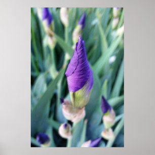 purple iris bud poster