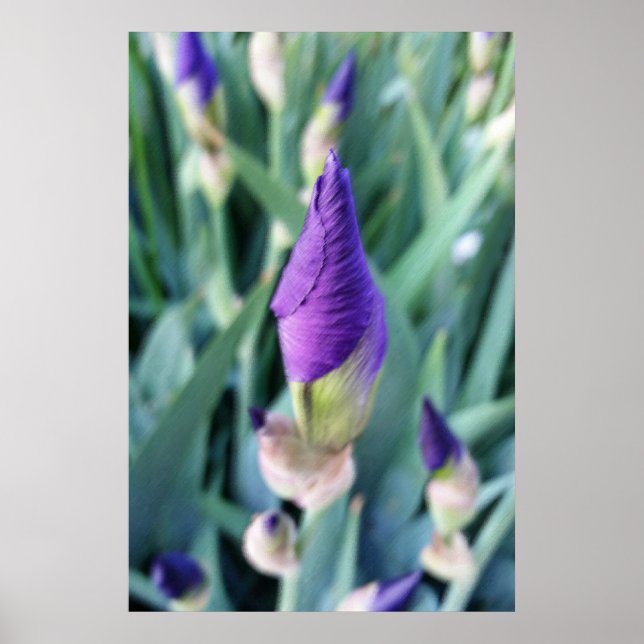 purple iris bud poster (Front)