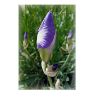 purple iris bud poster