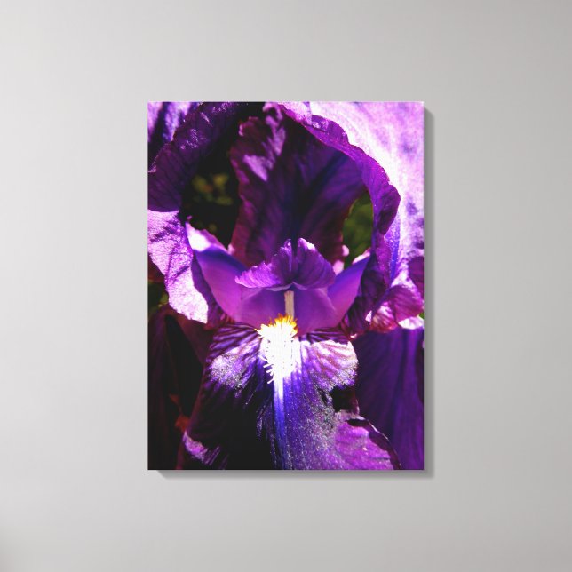 Purple Iris Canvas Print (Front)