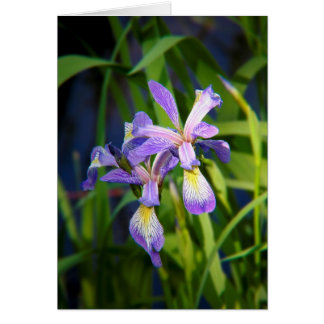 Purple Iris Card