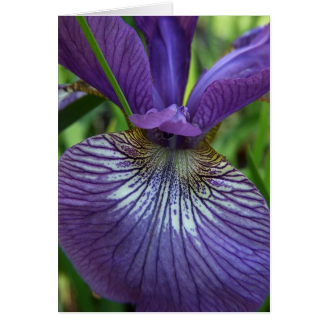 Purple Iris Card (Front)