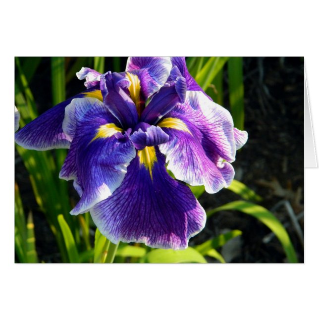 Purple Iris Card (Front Horizontal)