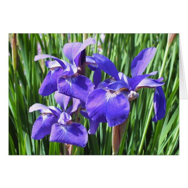 Purple Iris Card  *Customise* (Front Horizontal)