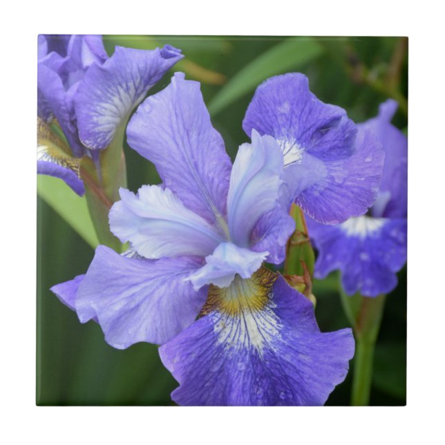 Purple iris ceramic tile (Front)