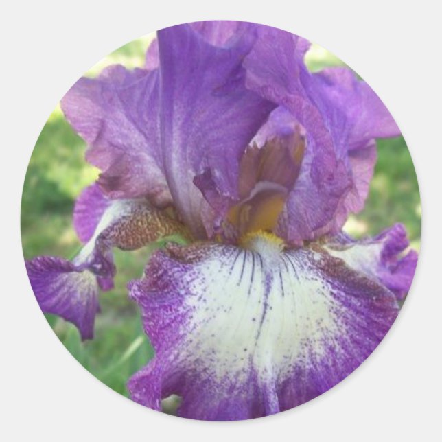 Purple Iris Classic Round Sticker (Front)