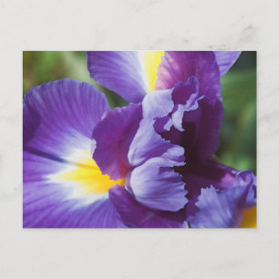 purple iris close up postcard