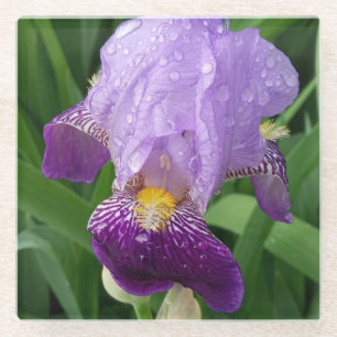Purple Iris Coasters
