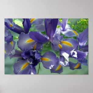 Purple Iris Flower Art Print Poster